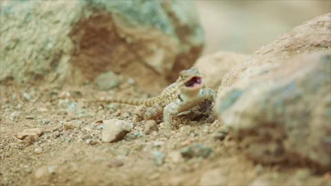 Desert spiny lizard catches prey  Stock Footage 267094935