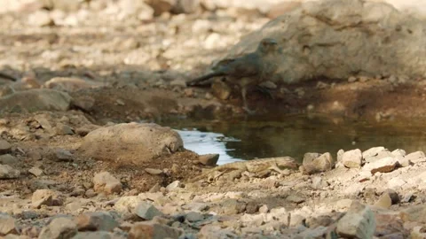 Desert spiny lizard catches prey  Stock Footage 267094943