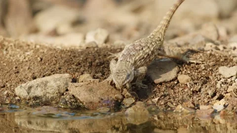 Desert spiny lizard catches prey  Stock Footage 267094967