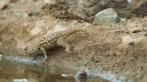 Desert spiny lizard catches prey  Stock Footage 267094969