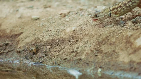 Desert spiny lizard catches prey  Stock Footage 267094989