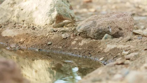 Desert spiny lizard catches prey  Stock Footage 267094996
