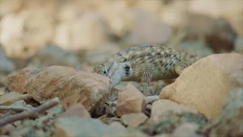 Desert spiny lizard eats its prey Stock Footage 267095073