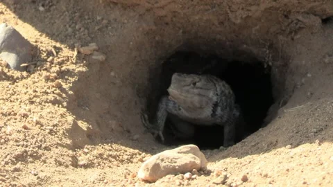 Desert Spiny Lizard Emerging from Hole Burrow Tunnel in Sonoran Desert Stock Footage 294866636
