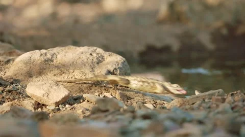 Desert spiny lizard is hunting in the desert Stock Footage 267095024