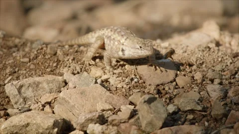 Desert spiny lizard is hunting in the desert Stock Footage 267095046