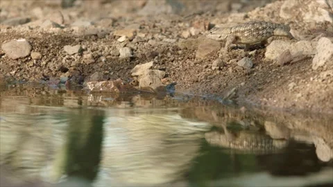 Desert spiny lizard is hunting in the desert Stock Footage 267095090