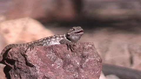 Desert Spiny Lizard Looking Around On Rock in Arizona Stock Footage 200924385