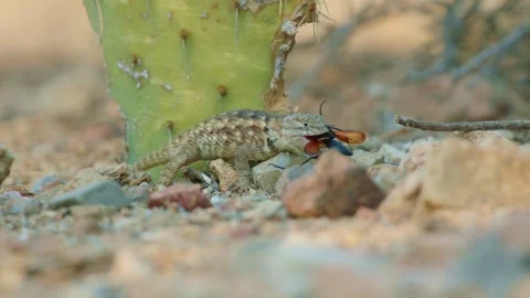 Desert spiny lizard with prey in the desert  Stock Footage 267095019
