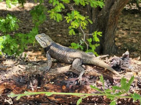 Desert spiny lizard with sharp scales in Tucson, Arizona Stock Photos