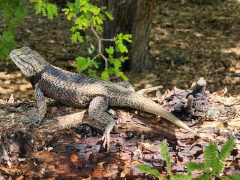 Desert spiny lizard with sharp scales in Tucson, Arizona Stock Photos