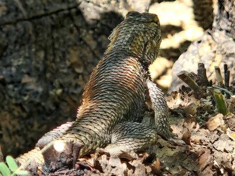 Desert spiny lizard with sharp scales in Tucson, Arizona Stock Photos
