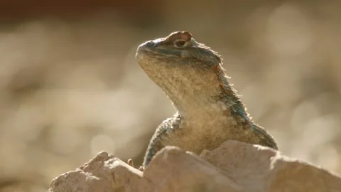 Desert spiny lizard is taking a bath in the sun Stock Footage 267095139