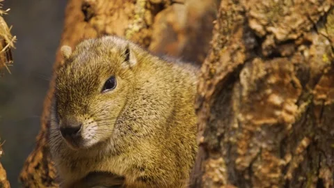 A desert squirrel  Stock Footage 277461477
