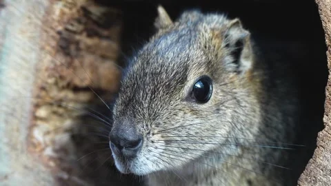 Desert squirrel head Stock Footage 265874470
