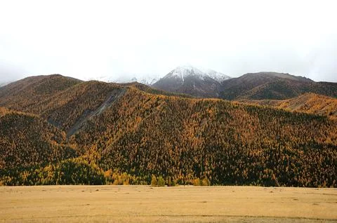 Desert steppe at the foot of a mountain range overgrown with coniferous fores Stock Photos