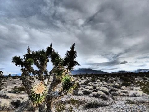 Desert Storm Clouds with Joshua Tree Cactus Foto stock
