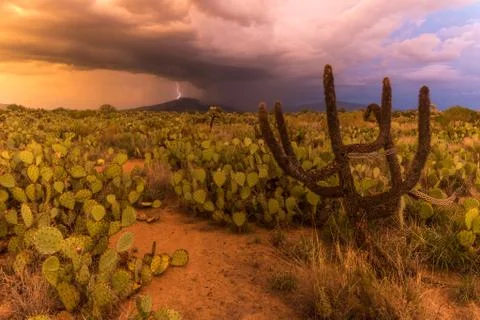 Desert Storm Stock Photos
