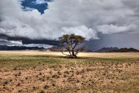 Desert storm with tree Stock Photos