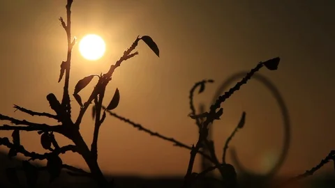 Desert sun through the bush 스톡 동영상 105222238