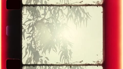 The desert sun through a eucalyptus tree Stock Footage 340558227
