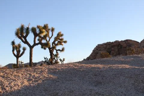 Desert sunrise Stock Photos