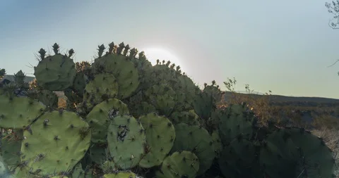 Desert Sunrise Prickly Pear Cactus - Big Bend National Park Stock Footage
