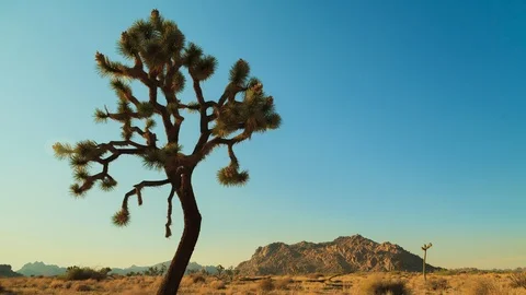 Desert Sunset Stock Footage 127137621