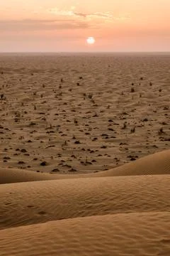 Desert Sunset Landscape in Oman with Sparse Vegetation Stock Photos