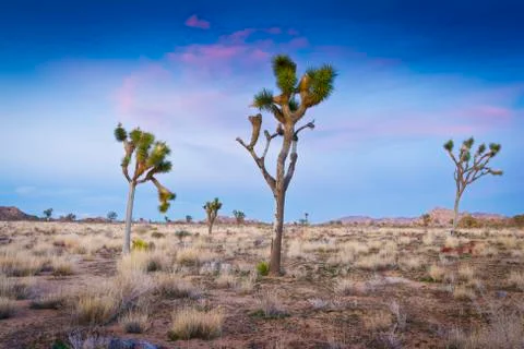 Desert Sunset Stock Photos