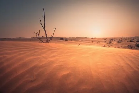 Desert at sunset Stock-Fotos