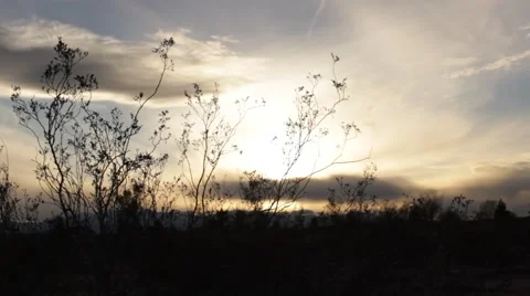 Desert Sunset - Plants in the Wind Stock Footage 46224163