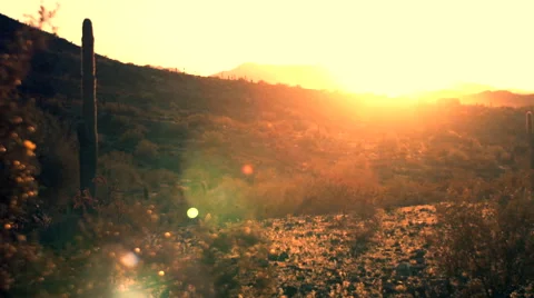 Desert Sunset with Saguaro Stock Footage