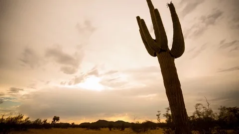 Desert Sunset Saguaro Stock Footage 82946329