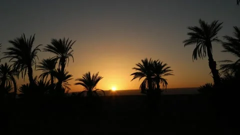 Desert Sunset Through Date Palm Silhouettes Orange Sky Oasis Morocco Stock Footage 334785336