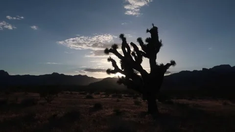 Desert sunset time lapse. Desert tree. Red Rock Canyon in Nevada's Mojave Stock Footage 241386284