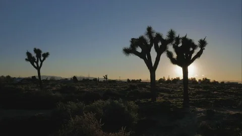 Desert Sunset Time-lapse with Joshua Trees in the Foreground 動画素材 72969545