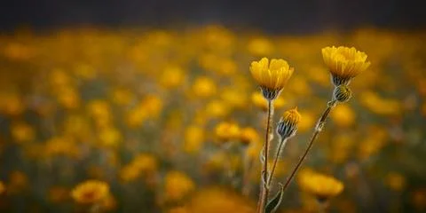 Desert superbloom flowers in Anza Borrego State Park Stock Photos