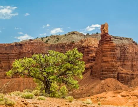 Desert Survivor Stock Photos