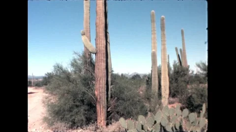 Desert with Tall Cacti Video stock 276290446