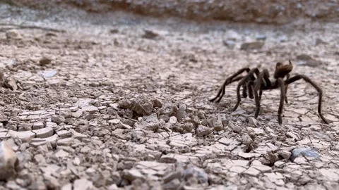 Desert tarantula bracing itself against a wind. Stock-Footage 164693523