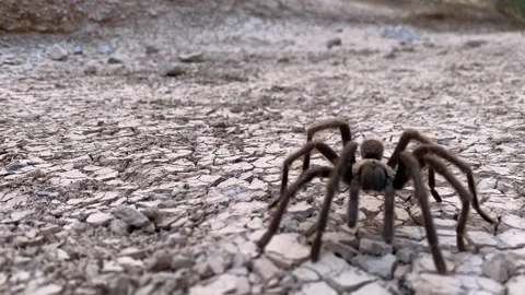 Desert tarantula crawling towards camera then out of frame. Stock-Footage 164693499