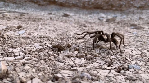 Desert tarantula crossing dry riverbed in search of a mate. Stock-Footage 164693566