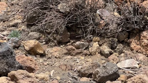 Desert Terrain Featuring Rocks and Sparse Dry Vegetation Across the Vast Arid Stock Footage 317073409