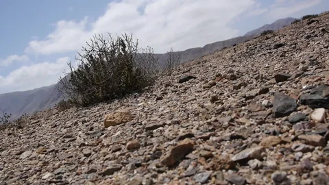 Desert Terrain with Sparse Vegetation Stock Footage 306704674