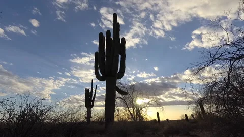 Desert time lapse clouds passing by Saguaro Cactus Tree Stock Footage 133534121