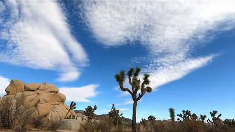 Desert Time Lapse: Iconic Yucca Tree and Boulder Landscape with Dramatic Sky Stock-Footage 321124429