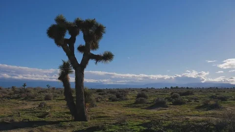 Desert Time-lapse with Single Joshua Tree 動画素材 73017082
