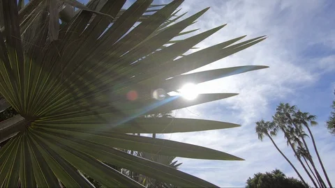 Desert Time-lapse: Sun Shinning through Desert Plants with Palm Trees Vidéo 108522504