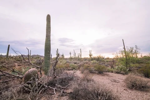 DESERT TL Stock-Footage 96674700